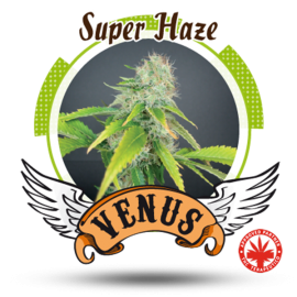 Venus Genetics - Super Haze (5f)