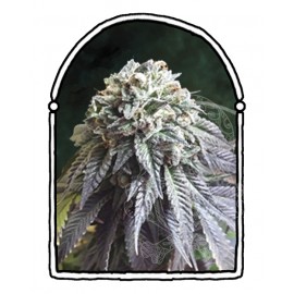 The Kush Brothers - The Dark Side (10f)