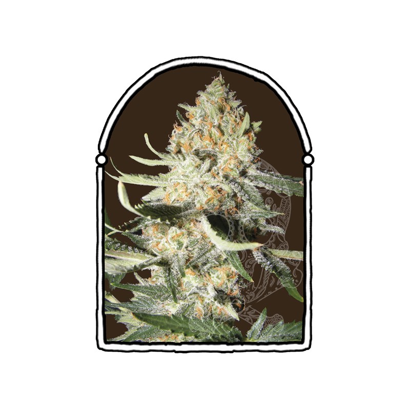 The Kush Brothers - Exotic Kush (1f)