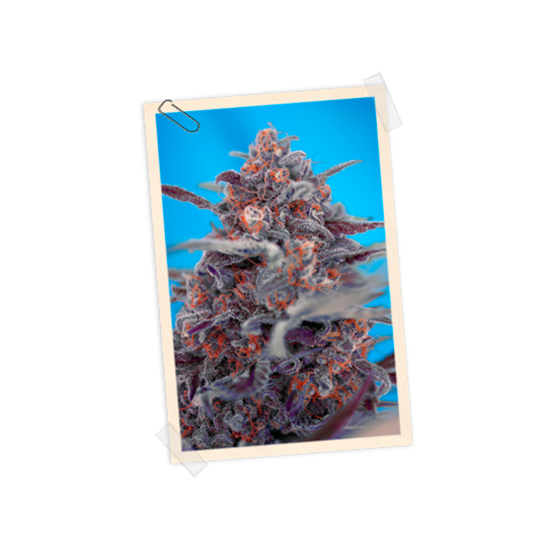 Sweet Seeds - Devil Cream Auto (5+2 promo)