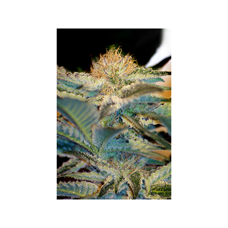 Sweet Seeds - Moham Ram (5+2 promo)