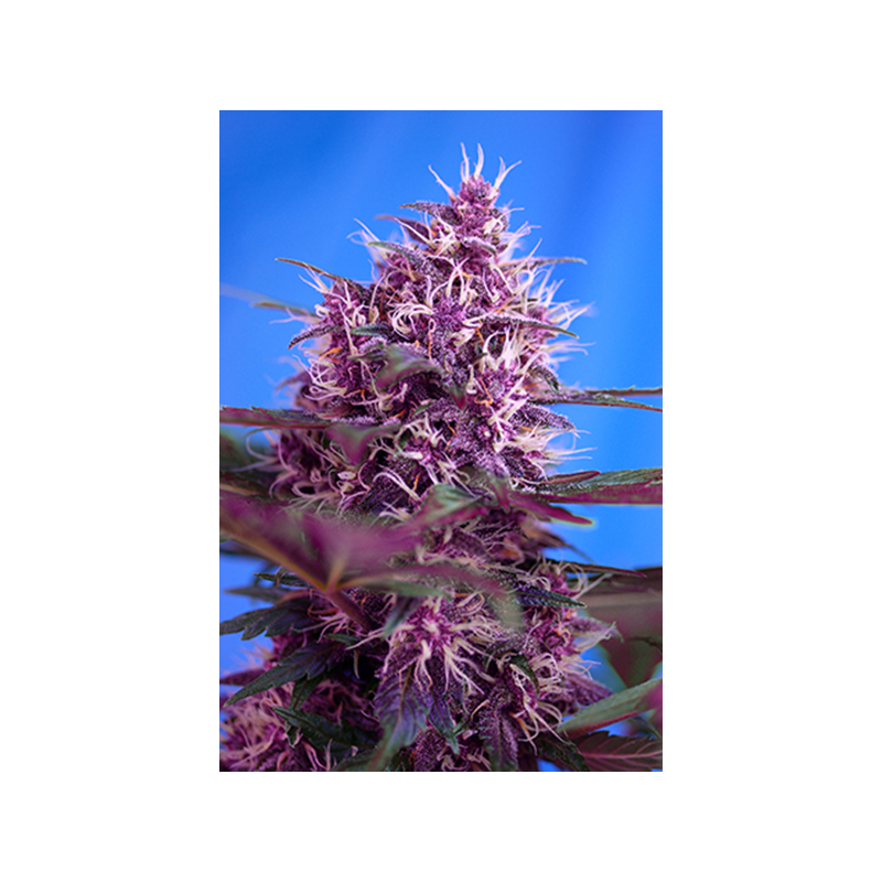 Sweet Seeds - Red Poison Auto (5+2 promo)