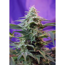 Sweet Seeds - Sweet Special Auto (3+1 promo)