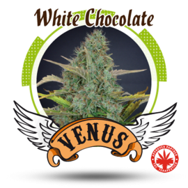 Venus Genetics - White Chocolate (5f)