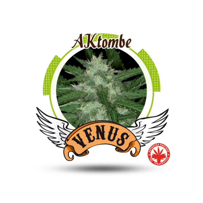 Venus Genetics - Aktombe (3f)