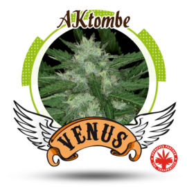 Venus Genetics - Aktombe (5f)