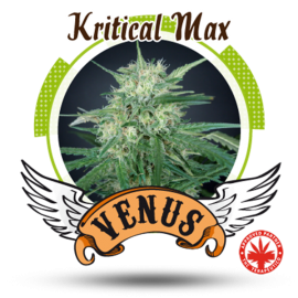 Venus Genetics - Kritical Max (5f)