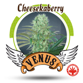 Venus Genetics - Cheese Kaberry (3f)