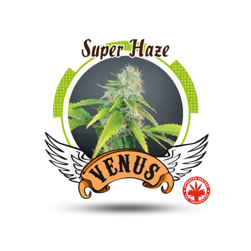 Venus Genetics - Super Haze (3f)