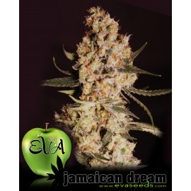 Eva Female Seeds - Jamaican Dream (3f)
