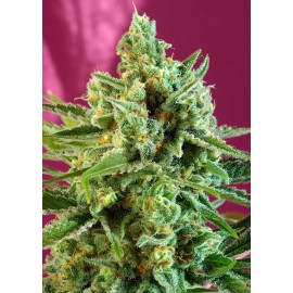 S.A.D. SWEET AFGANI DELICIOUS CBD 3+1  SWEET SEEDS