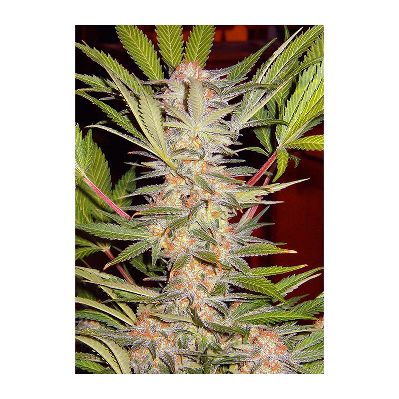 S.A.D. SWEET AFGANI DELICIOUS F1 FAST VERSION 5+2  SWEET SEEDS